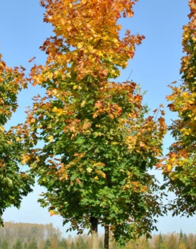 Javor mléč ´Cleveland´