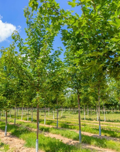 Javor mléč ´Cleveland´