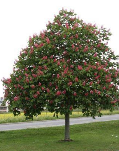 Jírovec pleťový Briotii