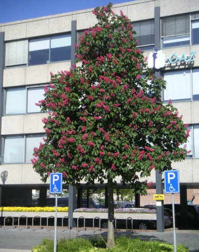 Jírovec pleťový Briotii