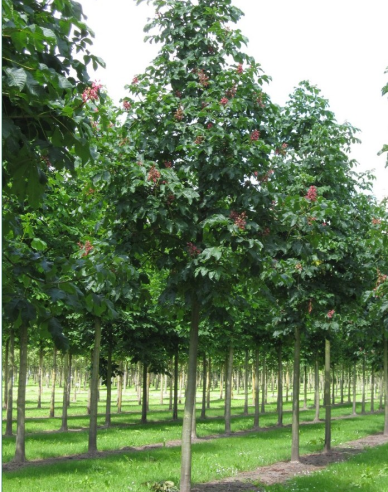 Jírovec pleťový Briotii