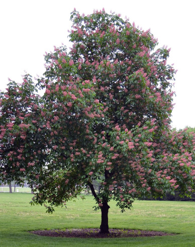 Jírovec pleťový Briotii