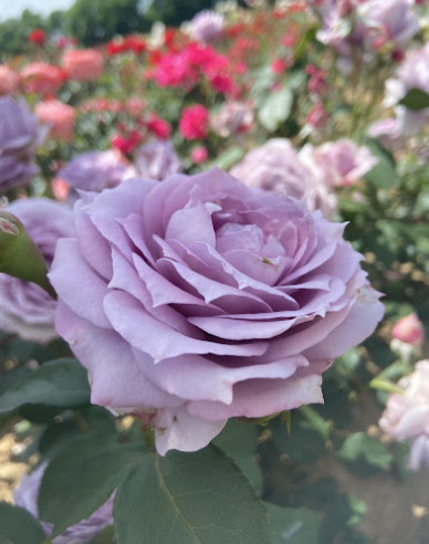 Stromková růže ´INNOVA´