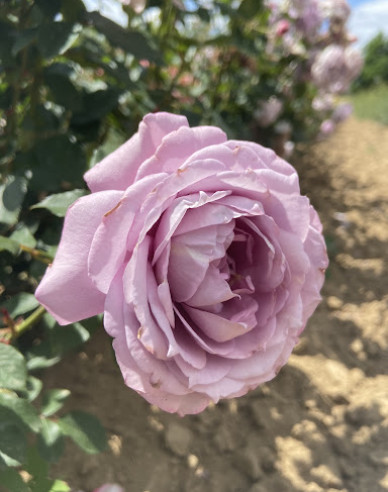 Stromková růže ´INNOVA´