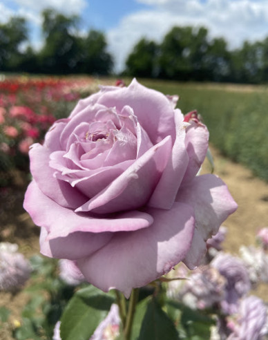 Stromková růže ´INNOVA´