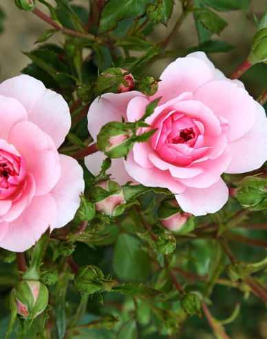 Růže stromková ´ROSMARIN´