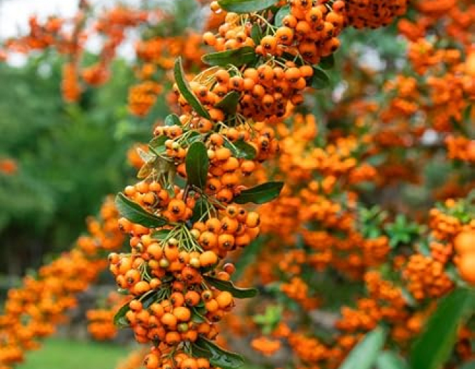 Hlohyně šarlatová Orange Star