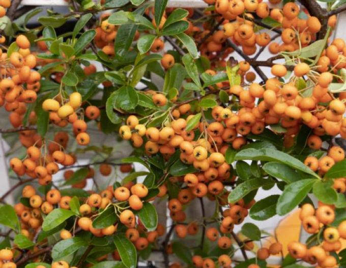 Hlohyně šarlatová Orange Star