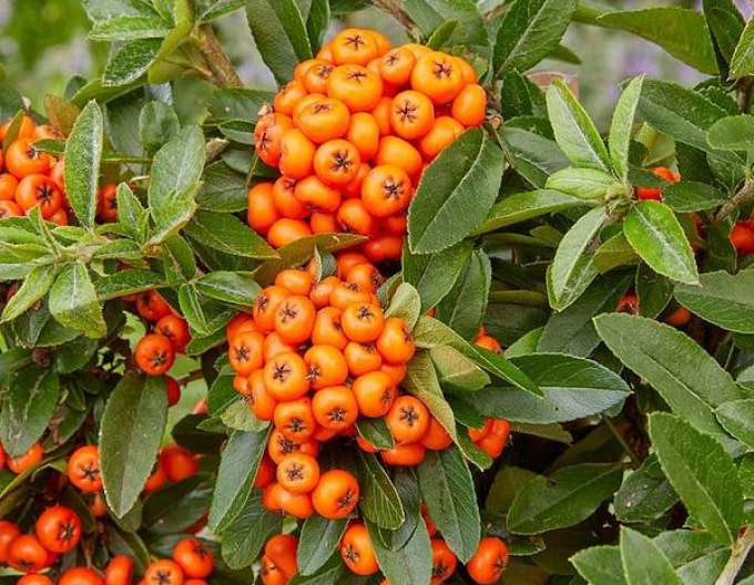 Hlohyně šarlatová Orange Star