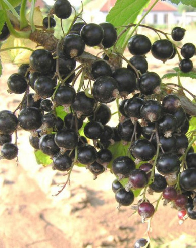 Černý rybíz Ben Hope Strom, 2l