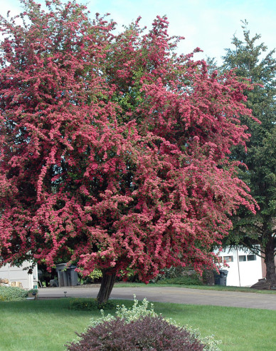 Hloh obecný ´Paul´s Scarlet´