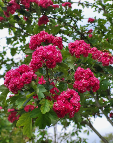 Hloh obecný ´Paul´s Scarlet´