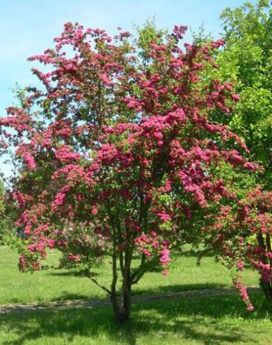 Hloh obecný ´Paul´s Scarlet´