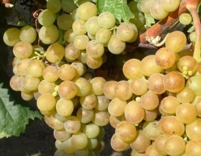 Réva stolní ´Polockei Muscotal´ 2l