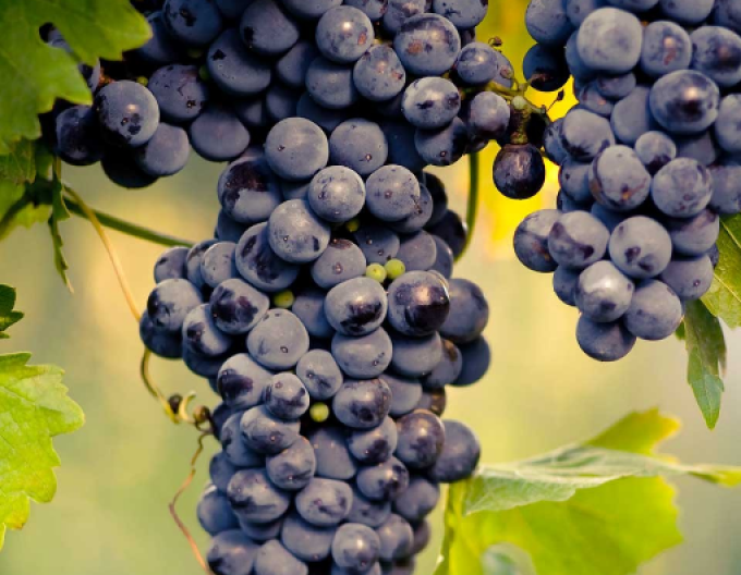 Réva stolní ´Muscat Blue´ 2l