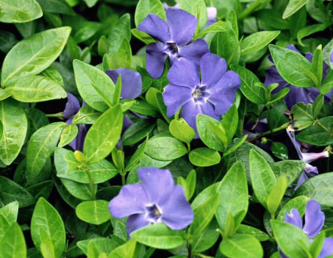 Barvínek menší (vinca minor)