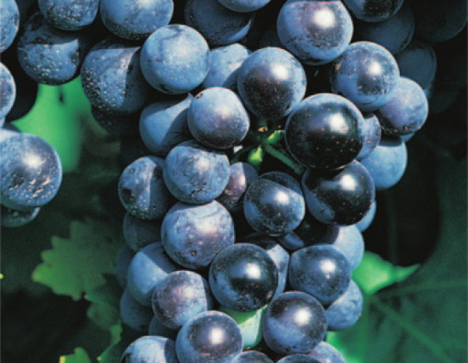 Réva stolní ´Muscat Blue´ 2l