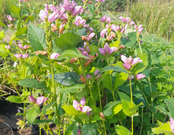Želonice lysá - Chelone Obliqua