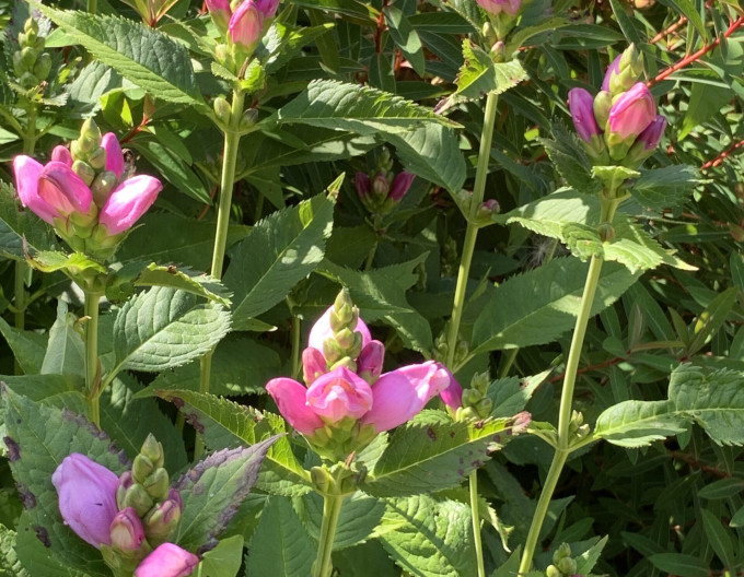Želonice lysá - Chelone Obliqua
