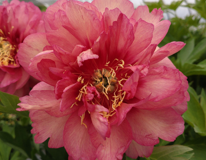 Pivoňka itoh ’Hillary’ hybrid