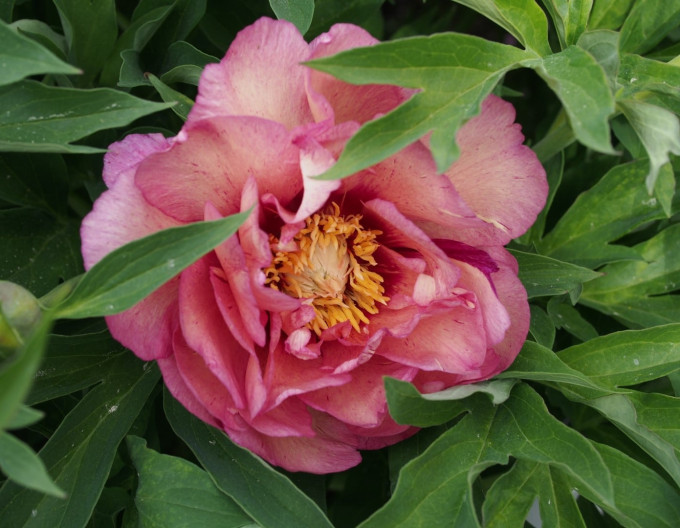 Pivoňka itoh ’Hillary’ hybrid