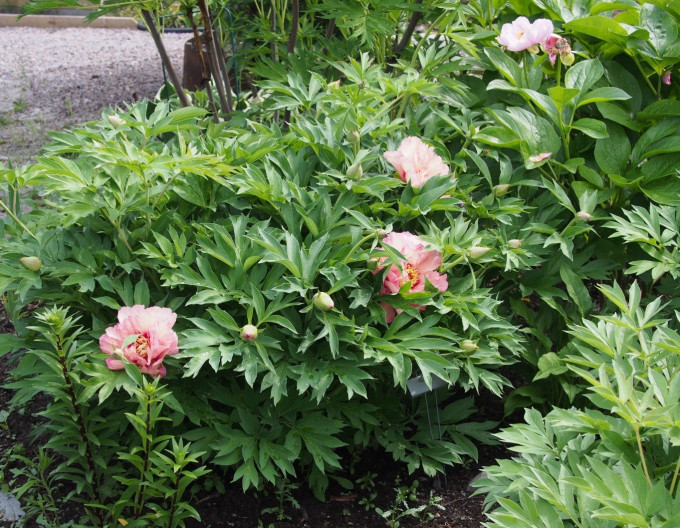 Pivoňka itoh ’Hillary’ hybrid