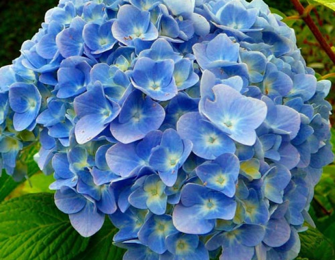 Hortenzie kalinolistá ´Fabolo Blue´