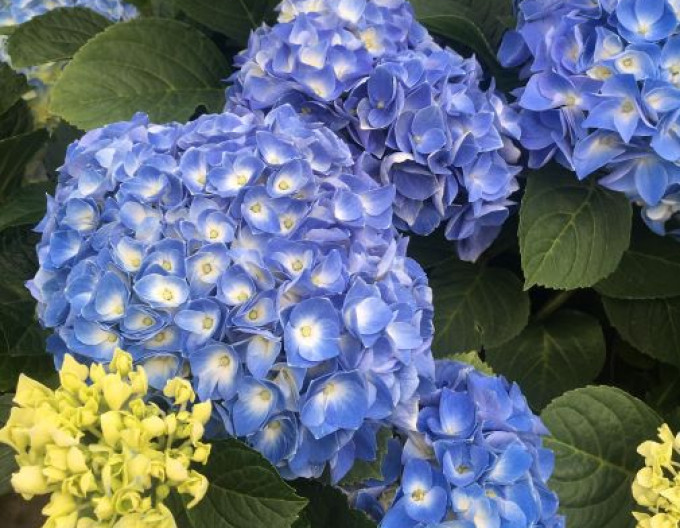 Hortenzie kalinolistá ´Fabolo Blue´