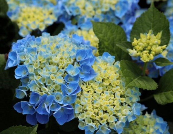Hortenzie kalinolistá ´Fabolo Blue´