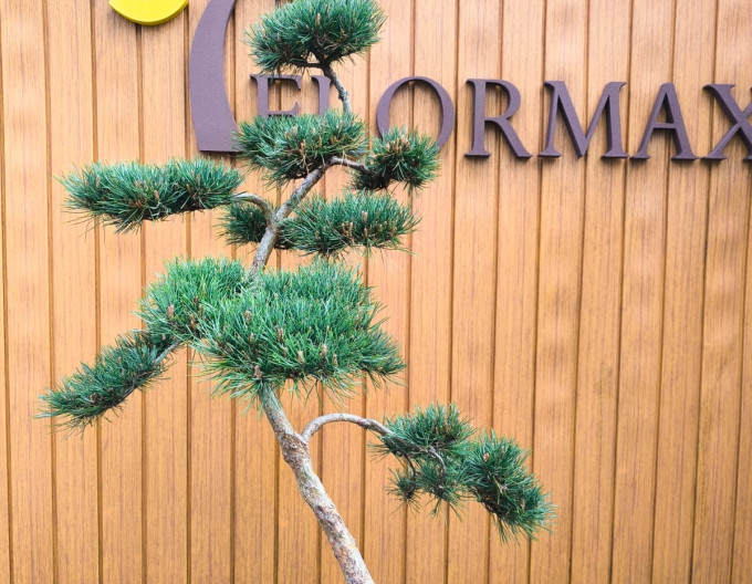 Borovice horská ´Bonsaj´ 140cm