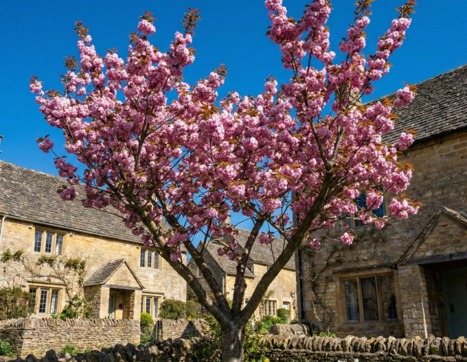 Okrasná třešeň ´Kazan´ Sakura