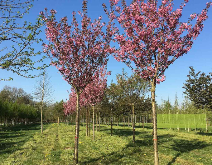 Okrasná třešeň ´Kazan´ Sakura
