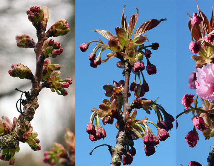 Okrasná třešeň ´Kazan´ Sakura