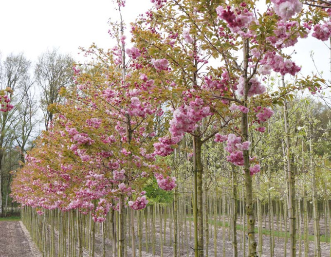 Okrasná třešeň ´Pink Perfection´ (Sakura)