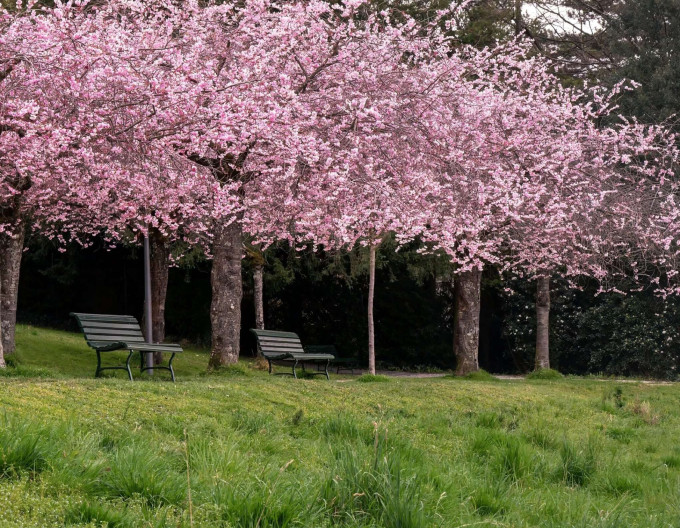 Okrasná třešeň ´Pink Perfection´ (Sakura)
