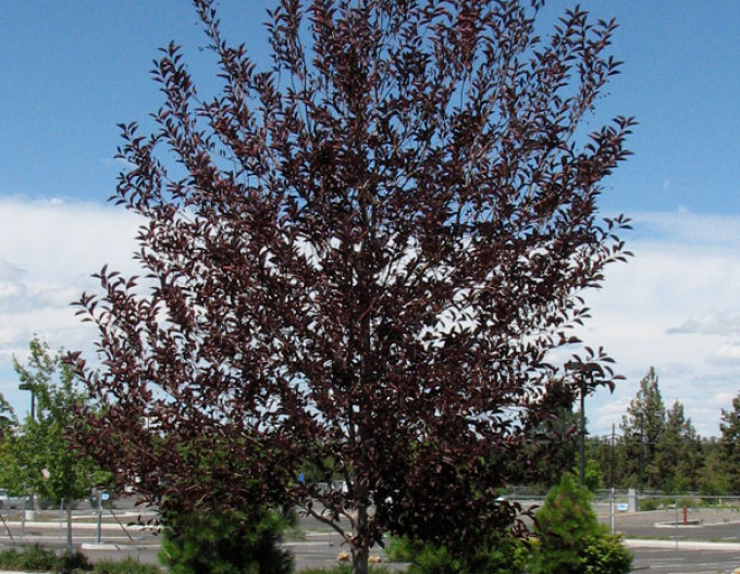 Čremcha virgínská ’Canada Red’ - Prunus virginiana