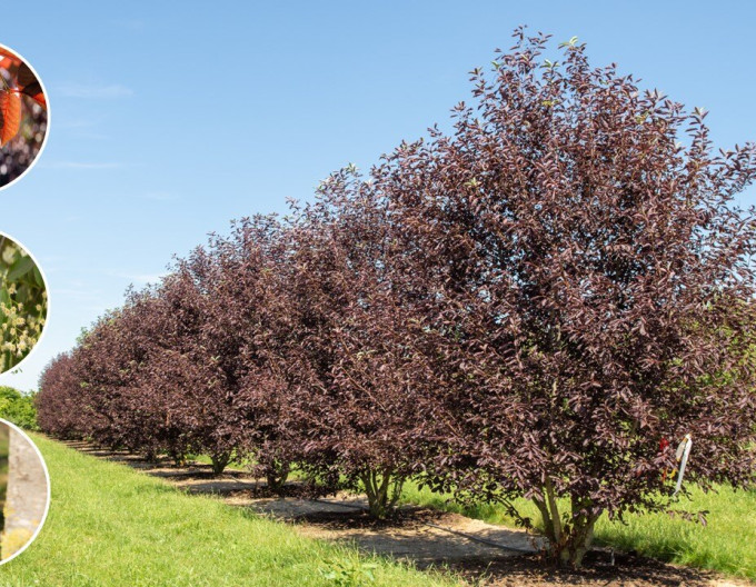 Čremcha virgínská ’Canada Red’ - Prunus virginiana