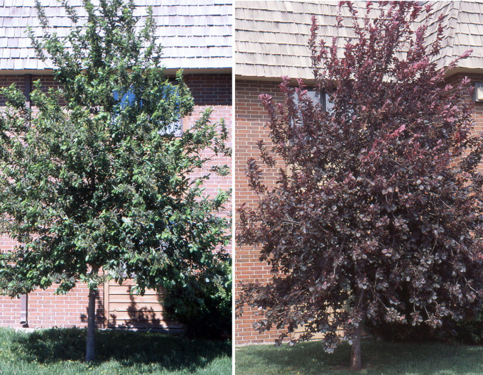 Čremcha virgínská ’Canada Red’ - Prunus virginiana