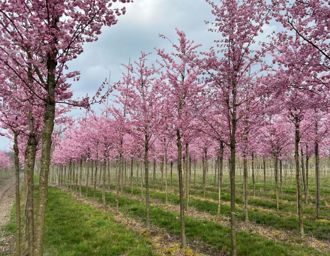 Okrasná třešeň ´Accolade´ (Sakura)