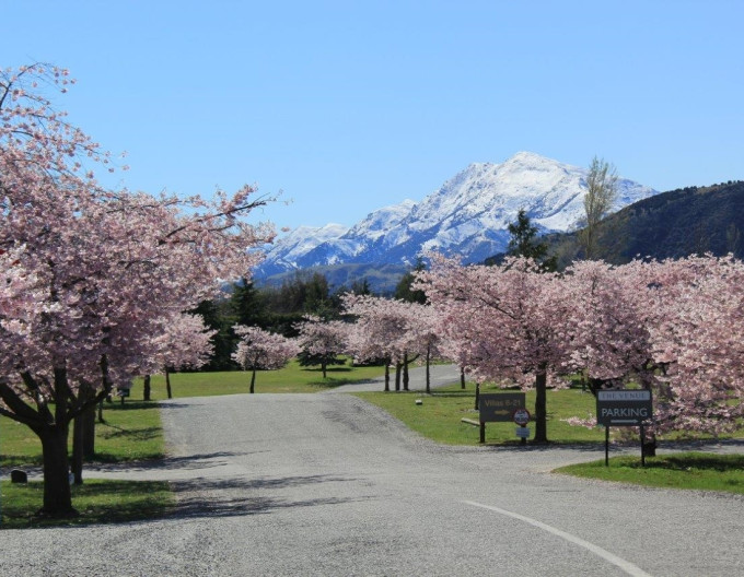 Okrasná třešeň ´Accolade´ (Sakura)