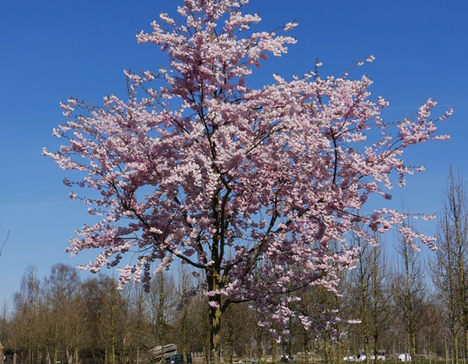 Okrasná třešeň ´Accolade´ (Sakura)