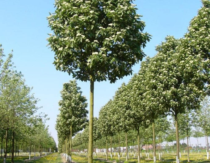 Jarabina durýnská ’Fastigiata’