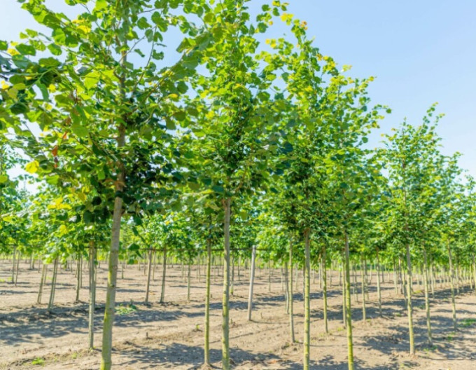 Lípa malolistá ´Rancho´ na kmínku 130cm