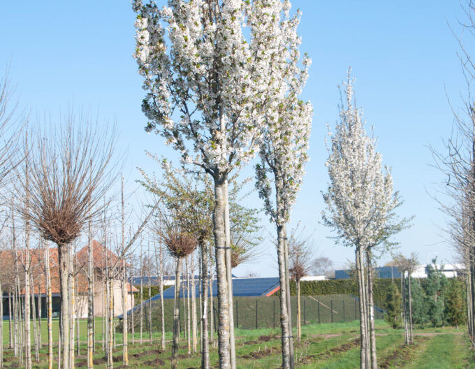 Okrasná třešeň ´Umineko´ (Sakura)