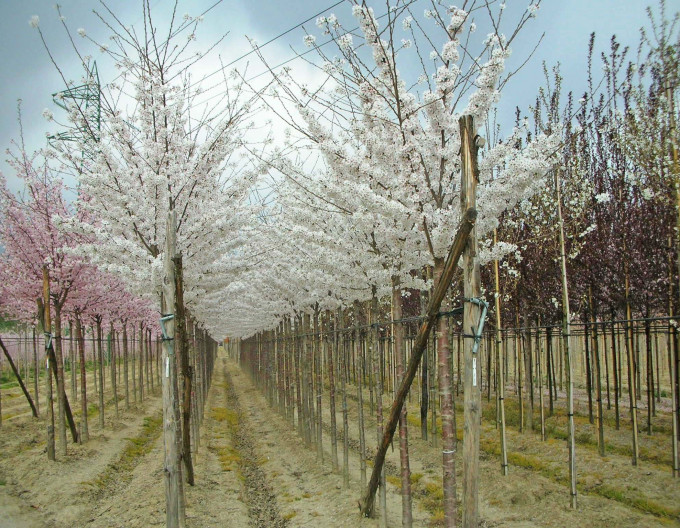Okrasná třešeň ´Umineko´ (Sakura)