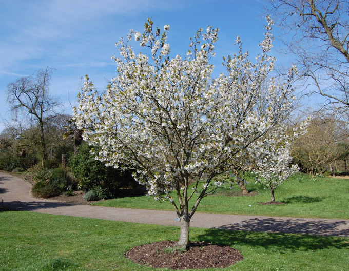 Okrasná třešeň ´Umineko´ (Sakura)