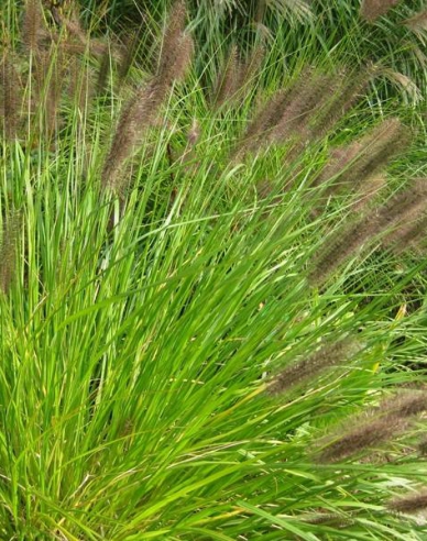 Periwinkle Viridescens