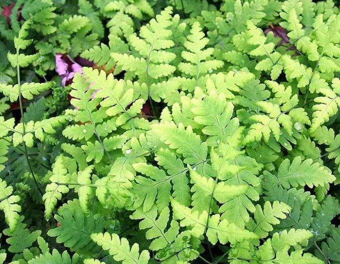 Dubová kapraď ´Plumosum´