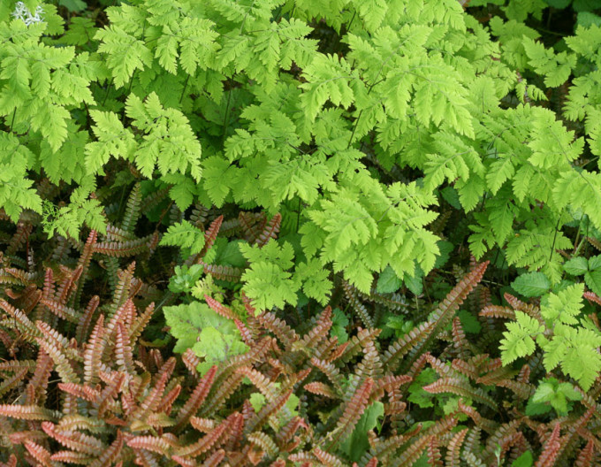 Dubová kapraď ´Plumosum´