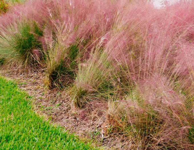 Muhlenbergia capillaris ´Pink Cloud´